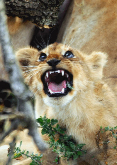 Carte Les Dents Du Lionceau : Envoyer une Carte D'animaux 